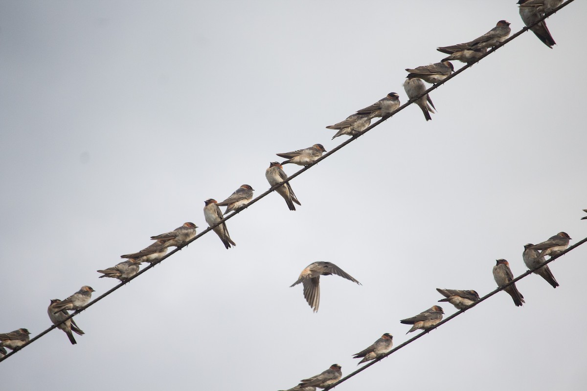 Cliff Swallow - ML289688541