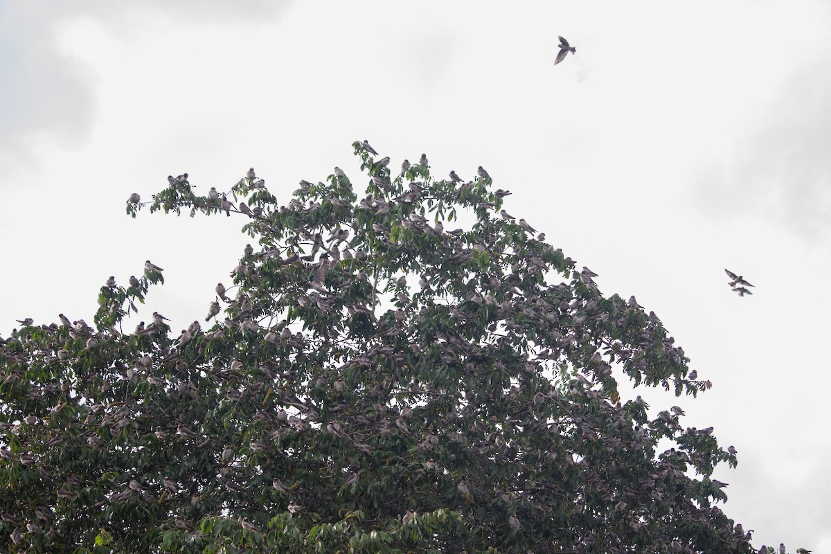 Cliff Swallow - ML289688571