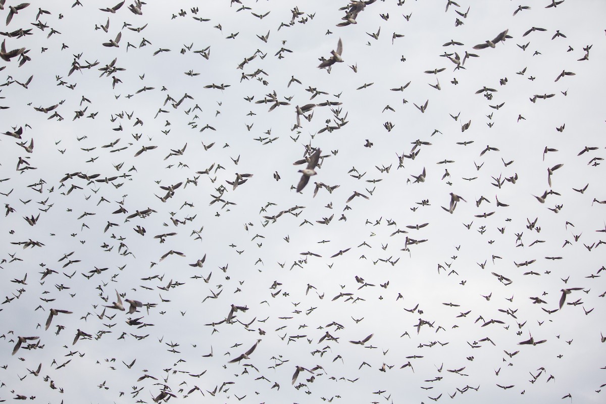 Cliff Swallow - ML289688591