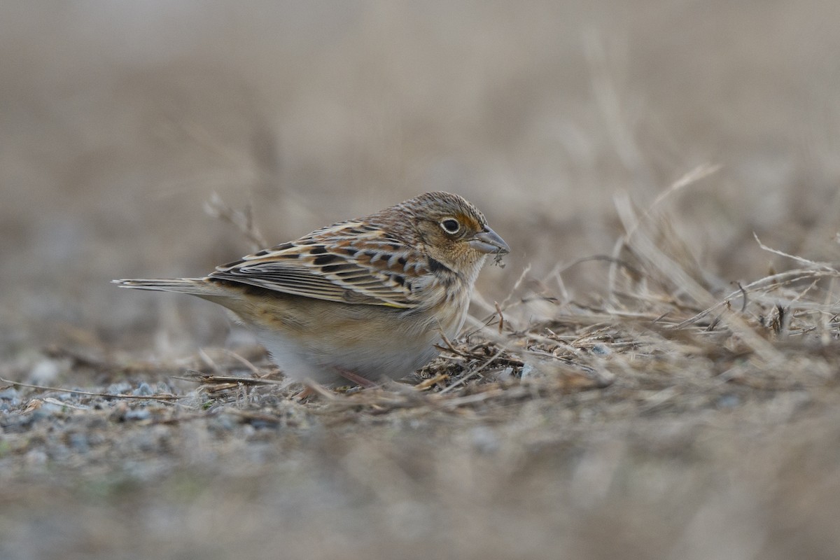 Grasshopper Sparrow - Steve Rappaport