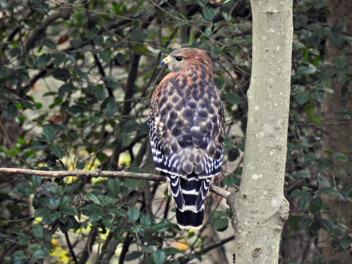 Red-shouldered Hawk - Bill Townsend