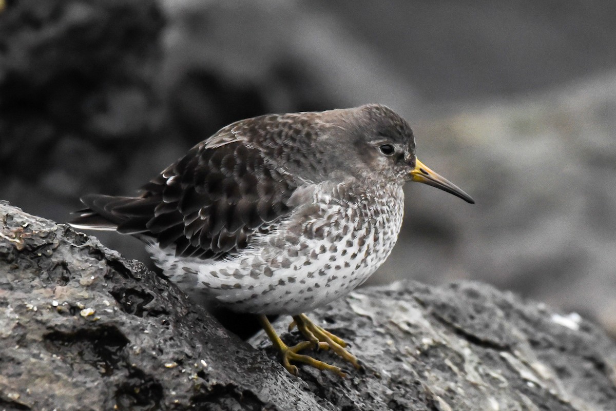 Rock Sandpiper - ML289689461