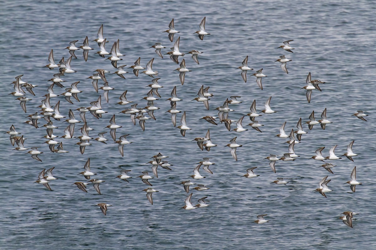 Dunlin - Zachary Person