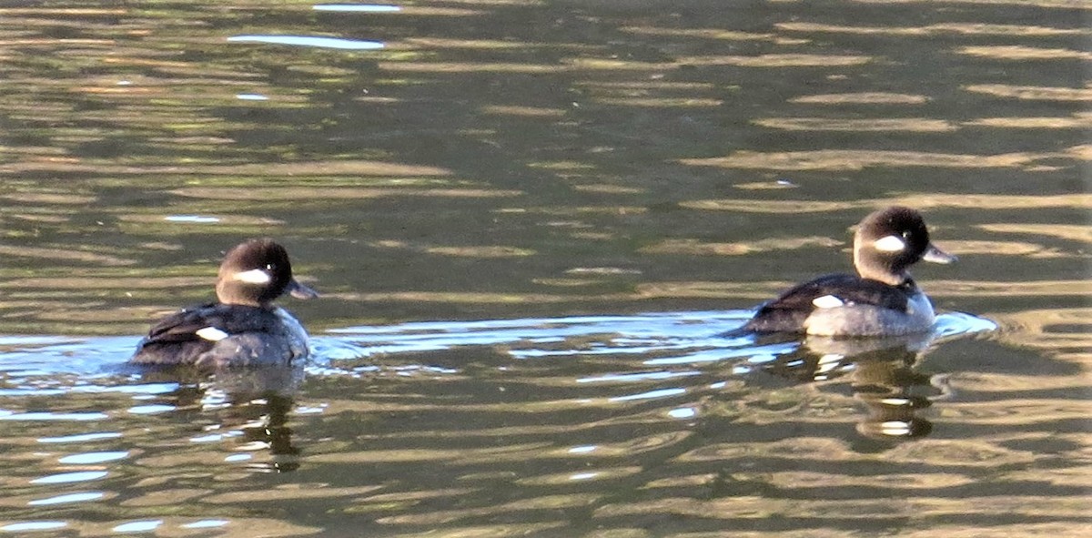 Bufflehead - ML289690651