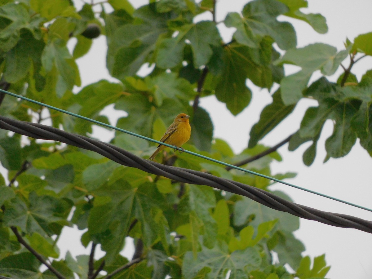 Saffron Finch - ML289696011