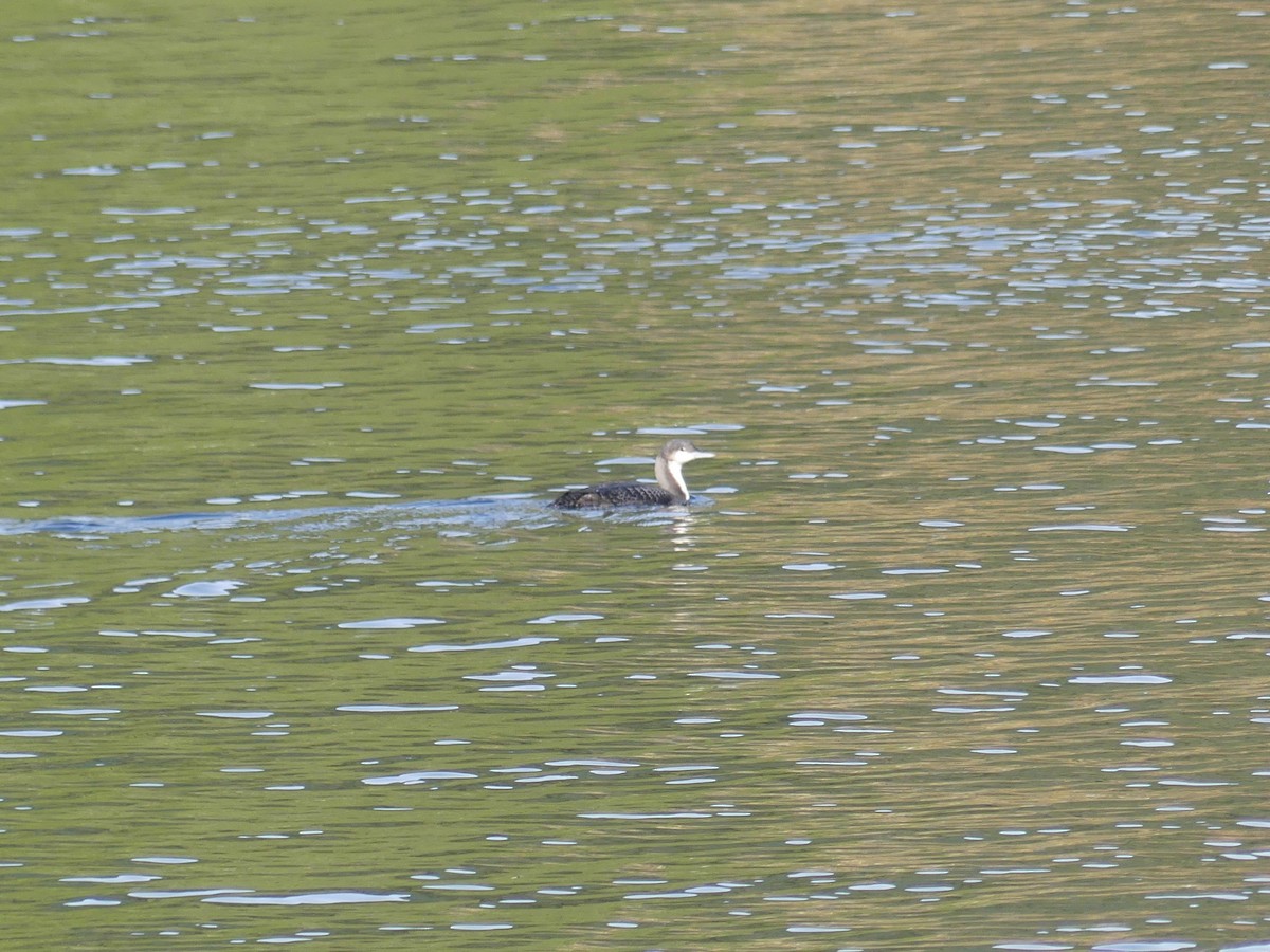 Pacific Loon - ML289696461