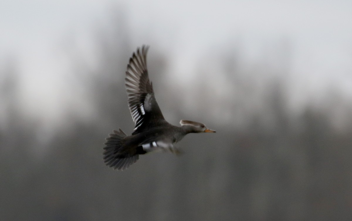 Hooded Merganser - ML289696921