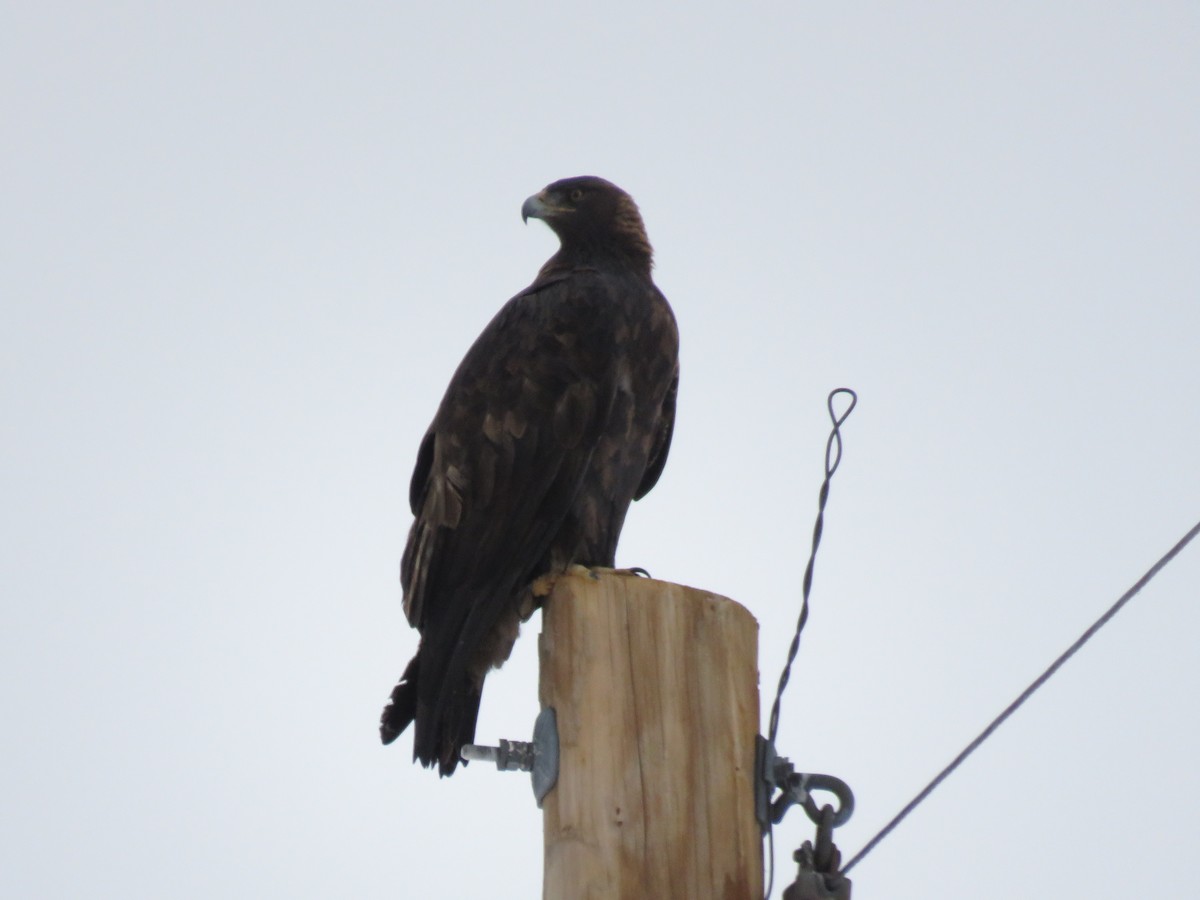 Golden Eagle - ML289699131