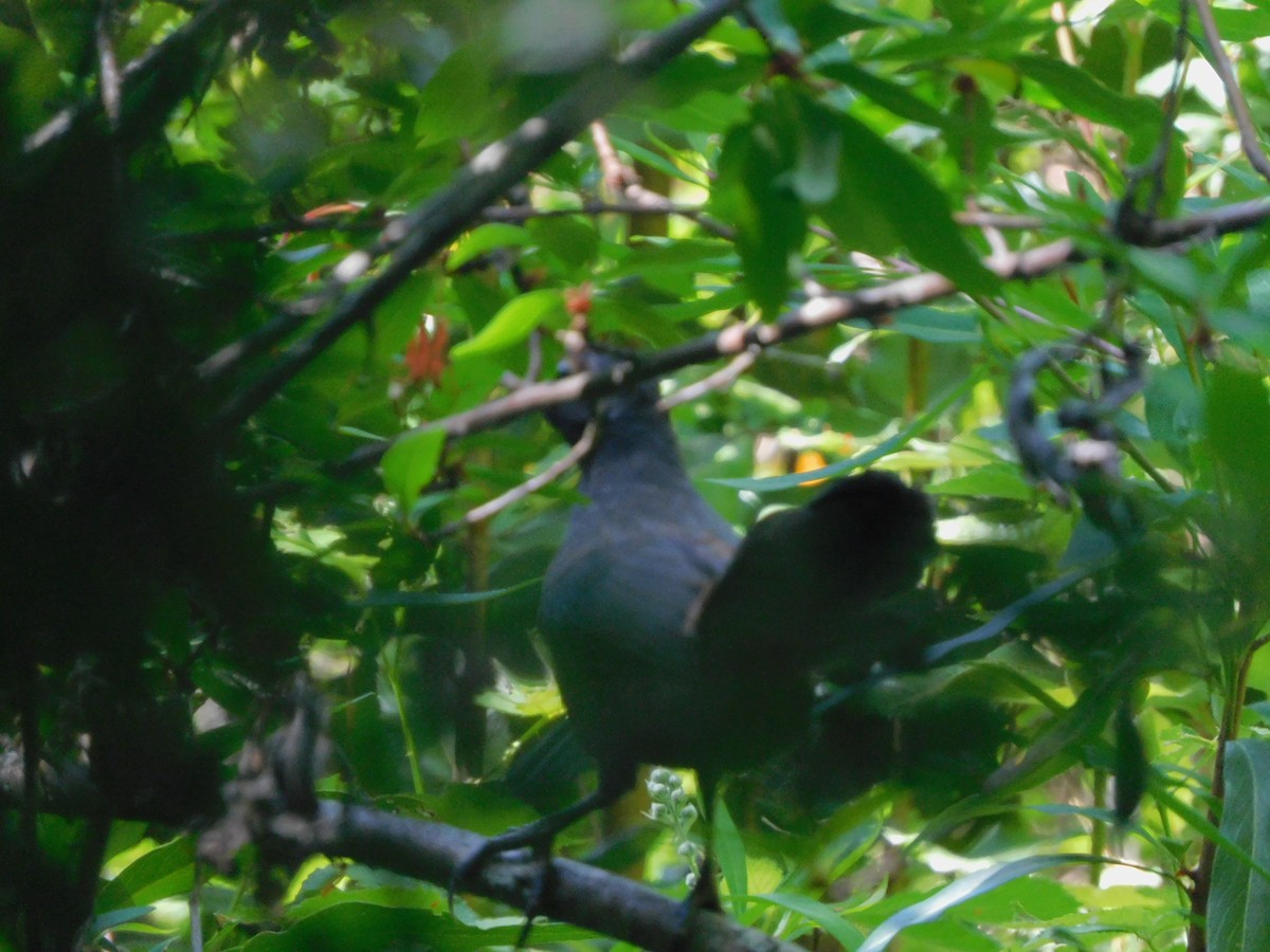 Black-throated Huet-huet - ML289700411