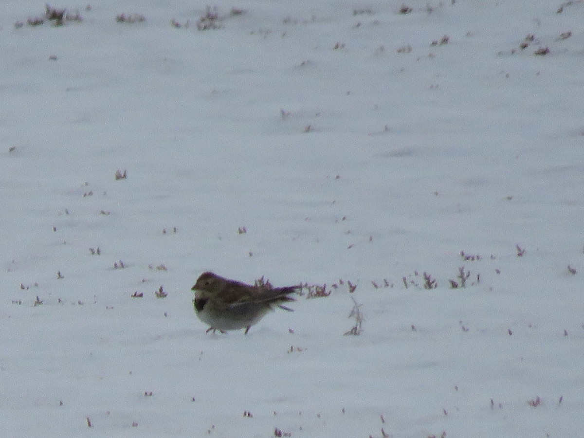 Thick-billed Longspur - ML289700861