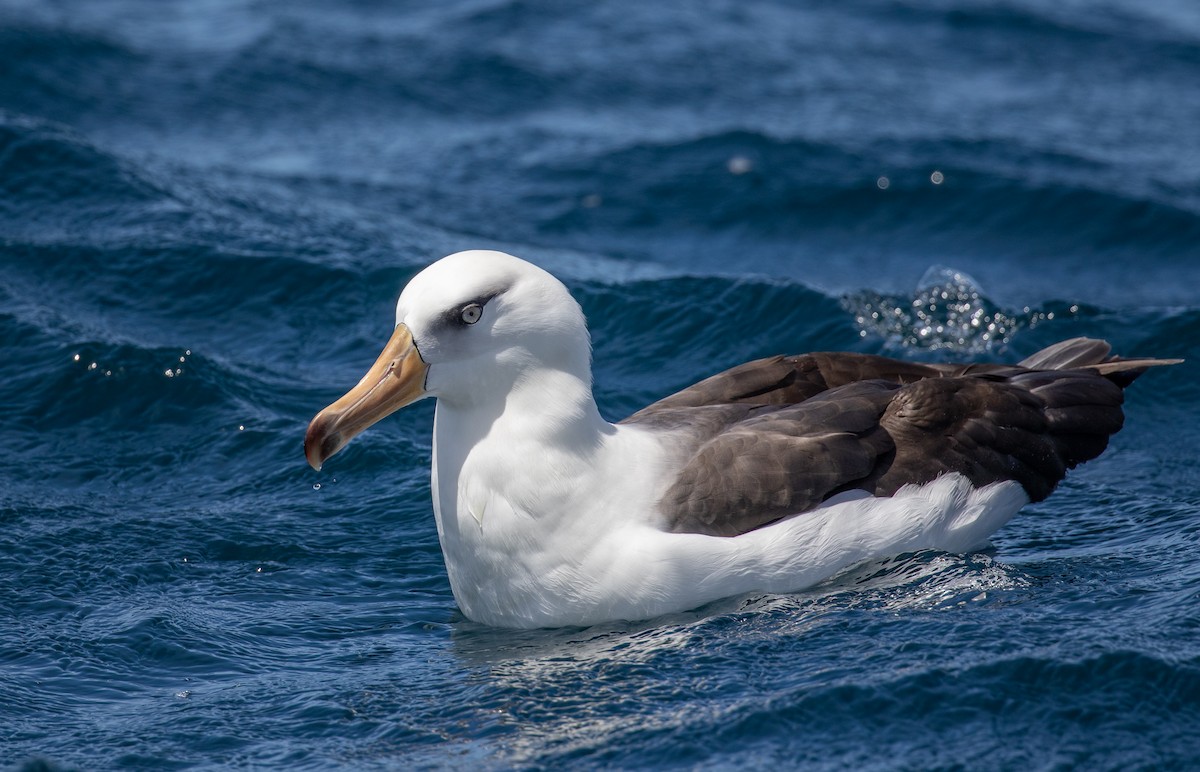 Black-browed Albatross (Campbell) - Paul Brooks