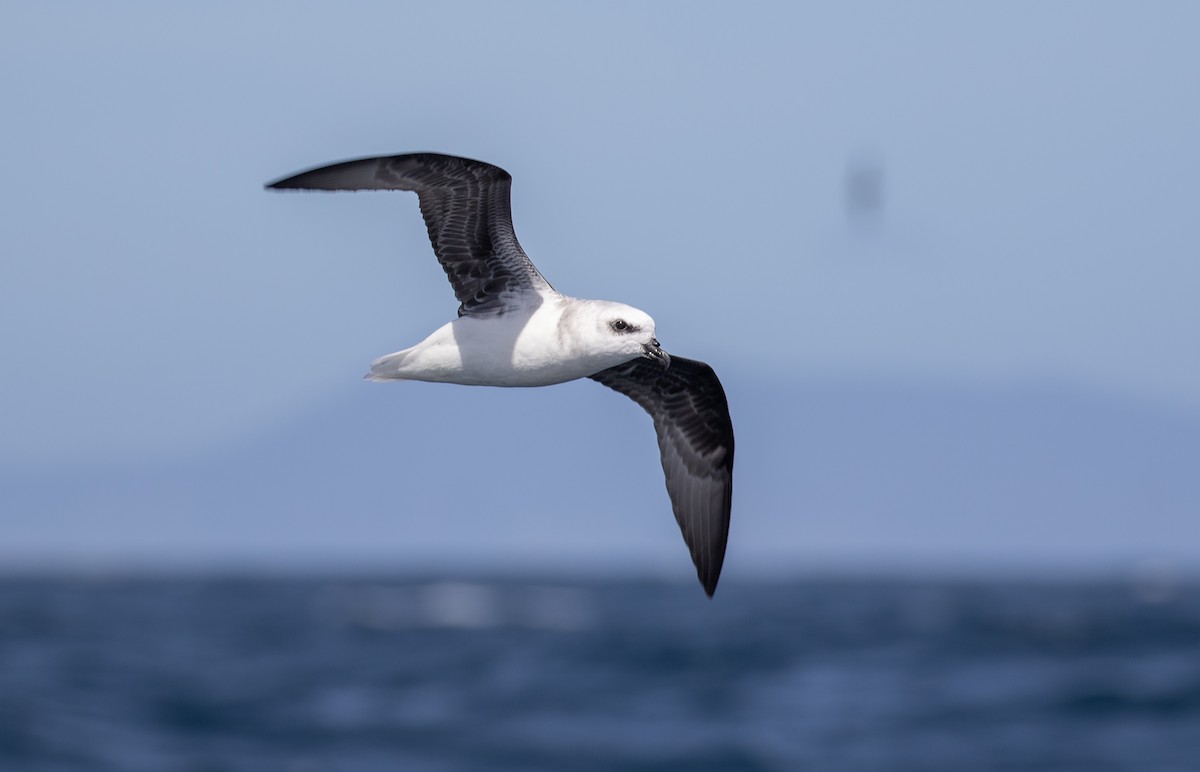 White-headed Petrel - Paul Brooks