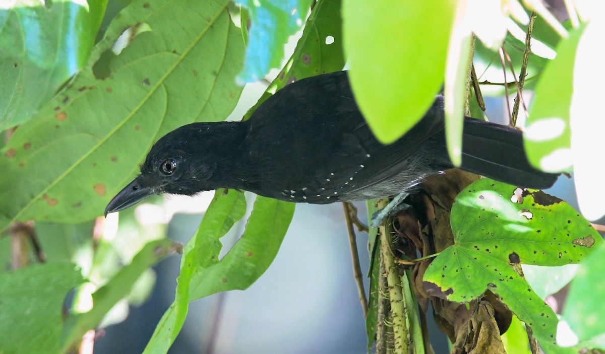 Black-hooded Antshrike - ML289705791