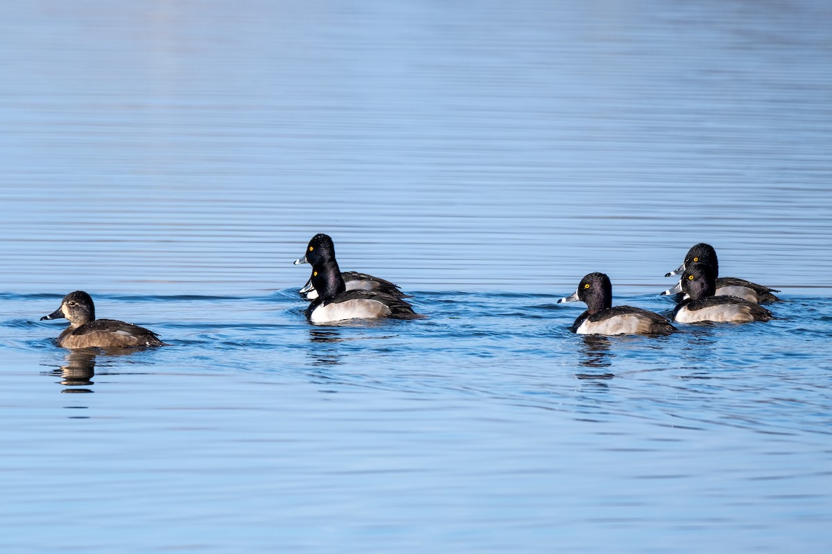 Ring-necked Duck - Paul Lisker