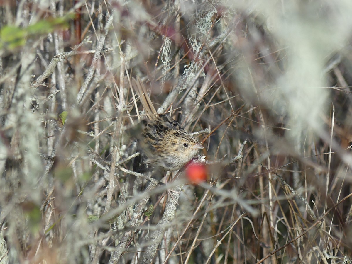 LeConte's Sparrow - ML289706481