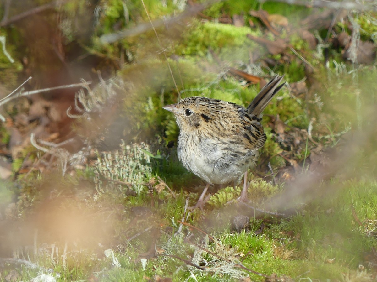 LeConte's Sparrow - ML289706491