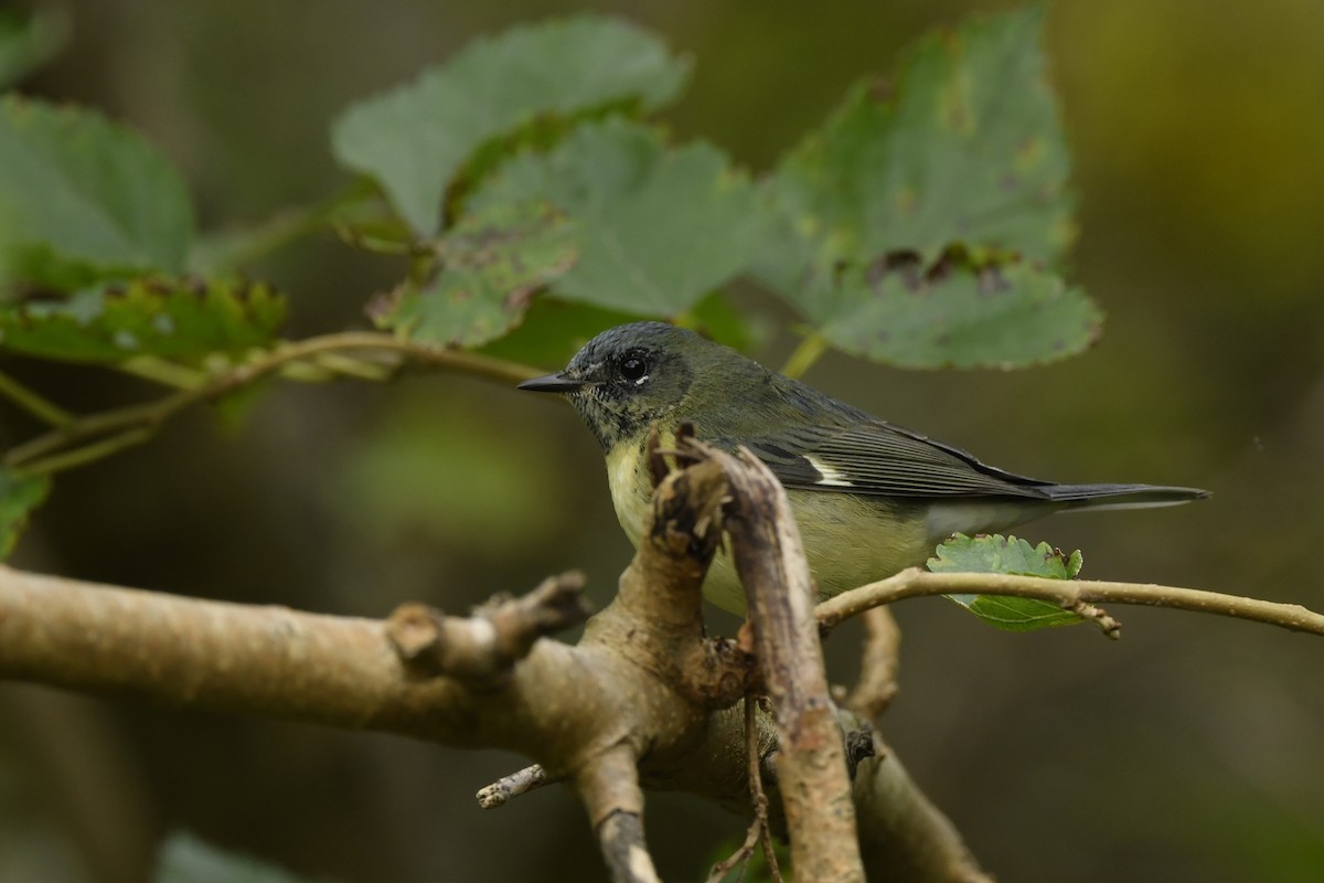 Black-throated Blue Warbler - ML289708161