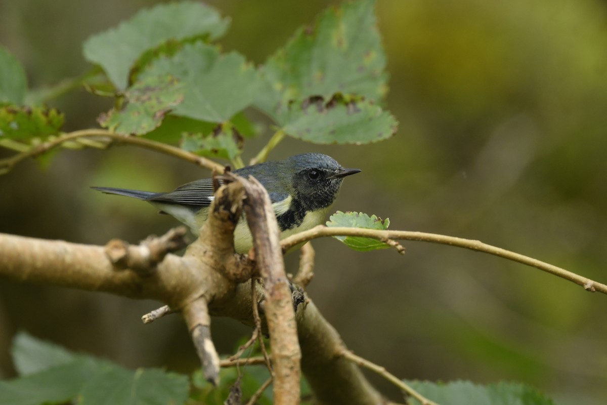 Black-throated Blue Warbler - ML289708181