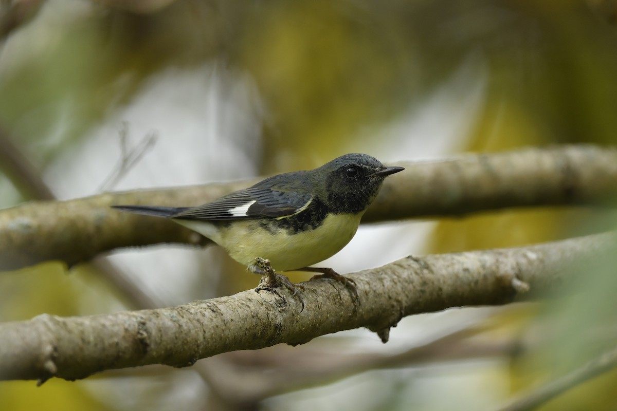 Black-throated Blue Warbler - Jonathan Irons