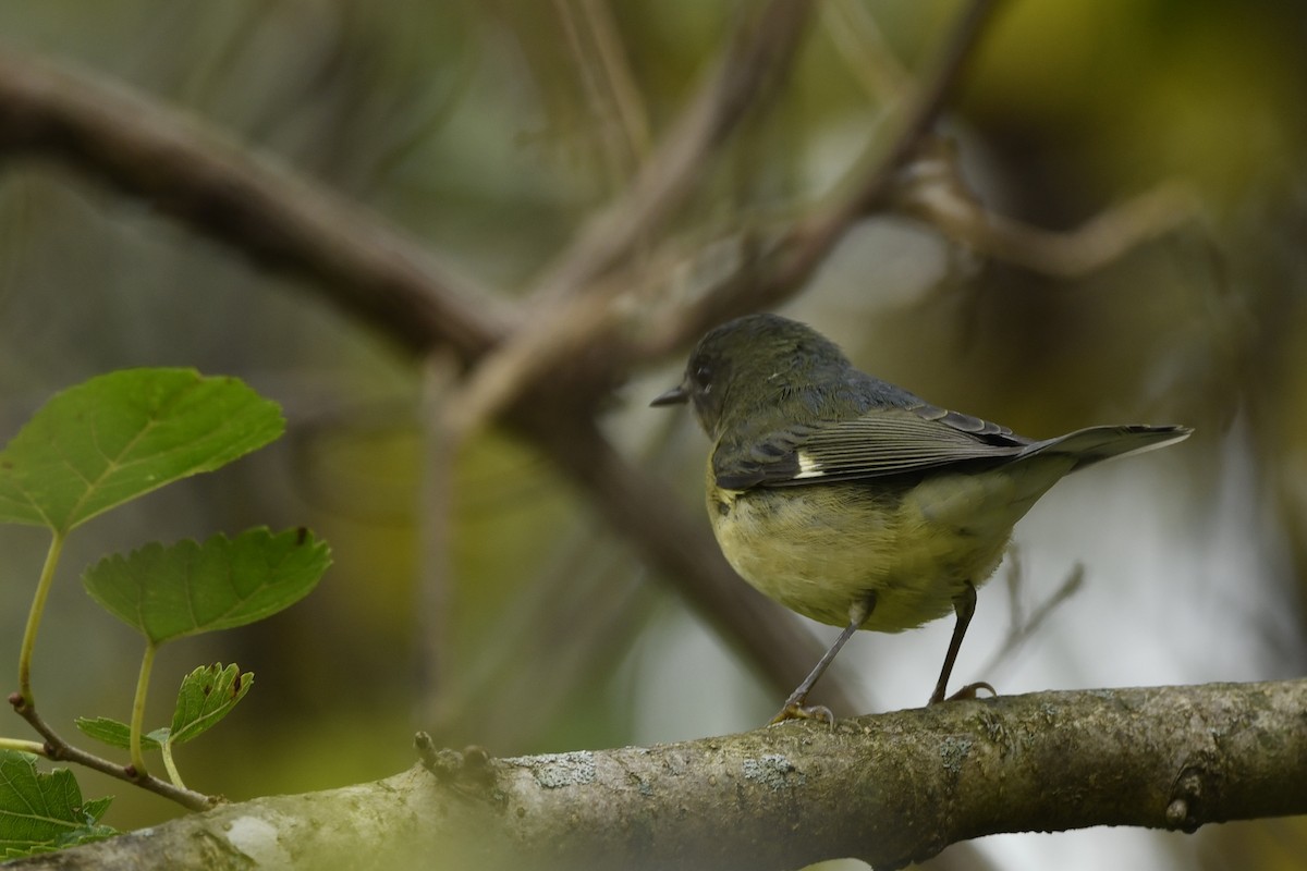 Black-throated Blue Warbler - ML289708361