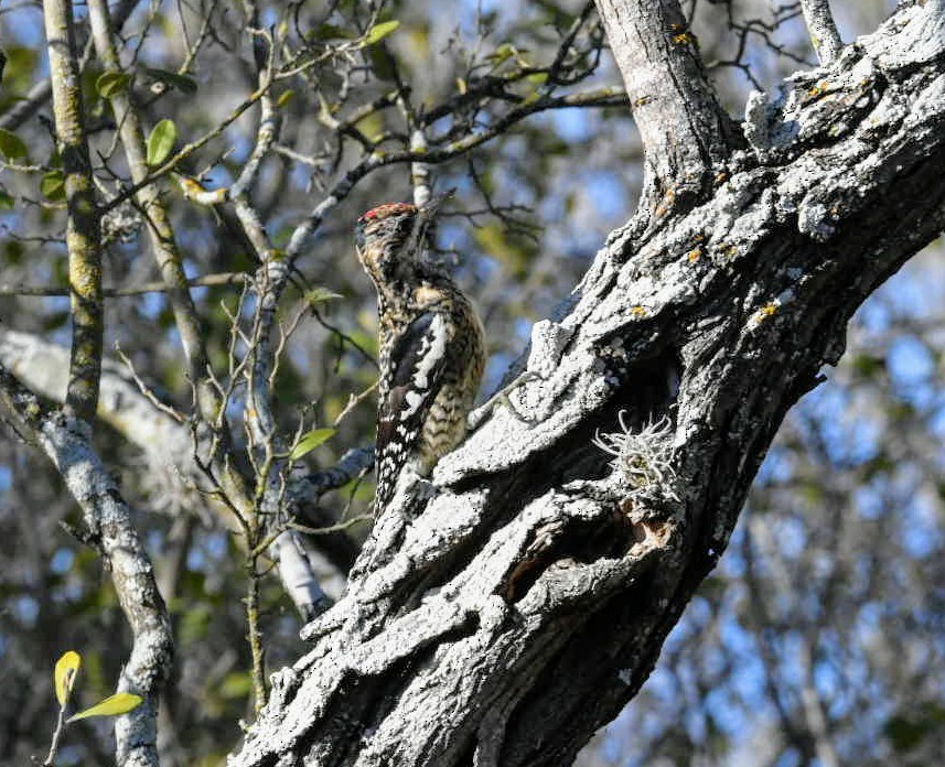 Yellow-bellied Sapsucker - ML289708761