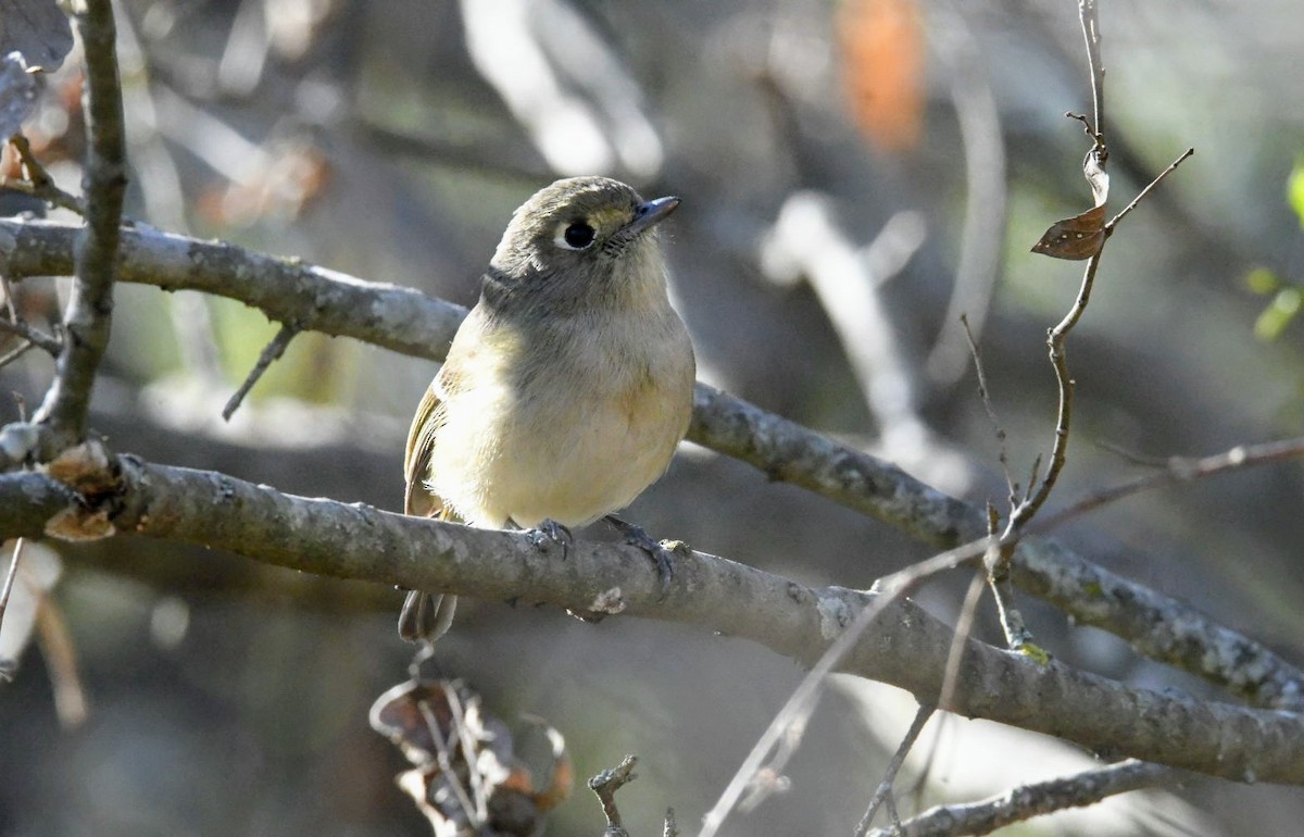 Hutton's Vireo - Ezekiel Dobson