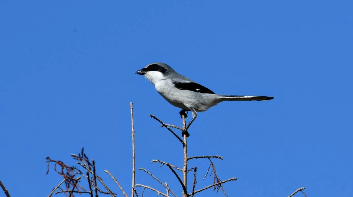 Loggerhead Shrike - ML289708901