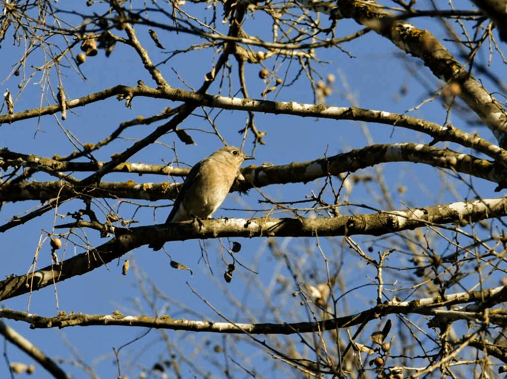 Mountain Bluebird - ML289709051