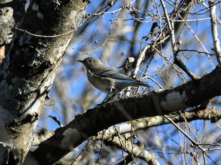 Mountain Bluebird - ML289709071