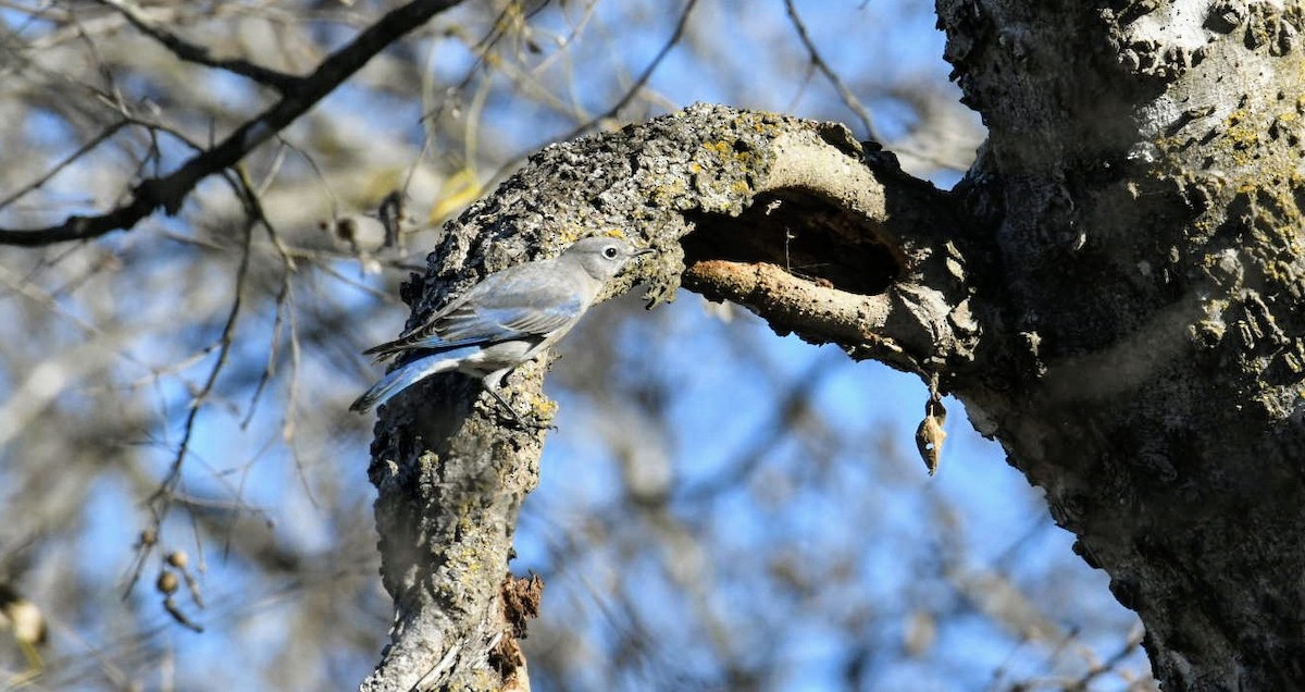 Mountain Bluebird - ML289709091