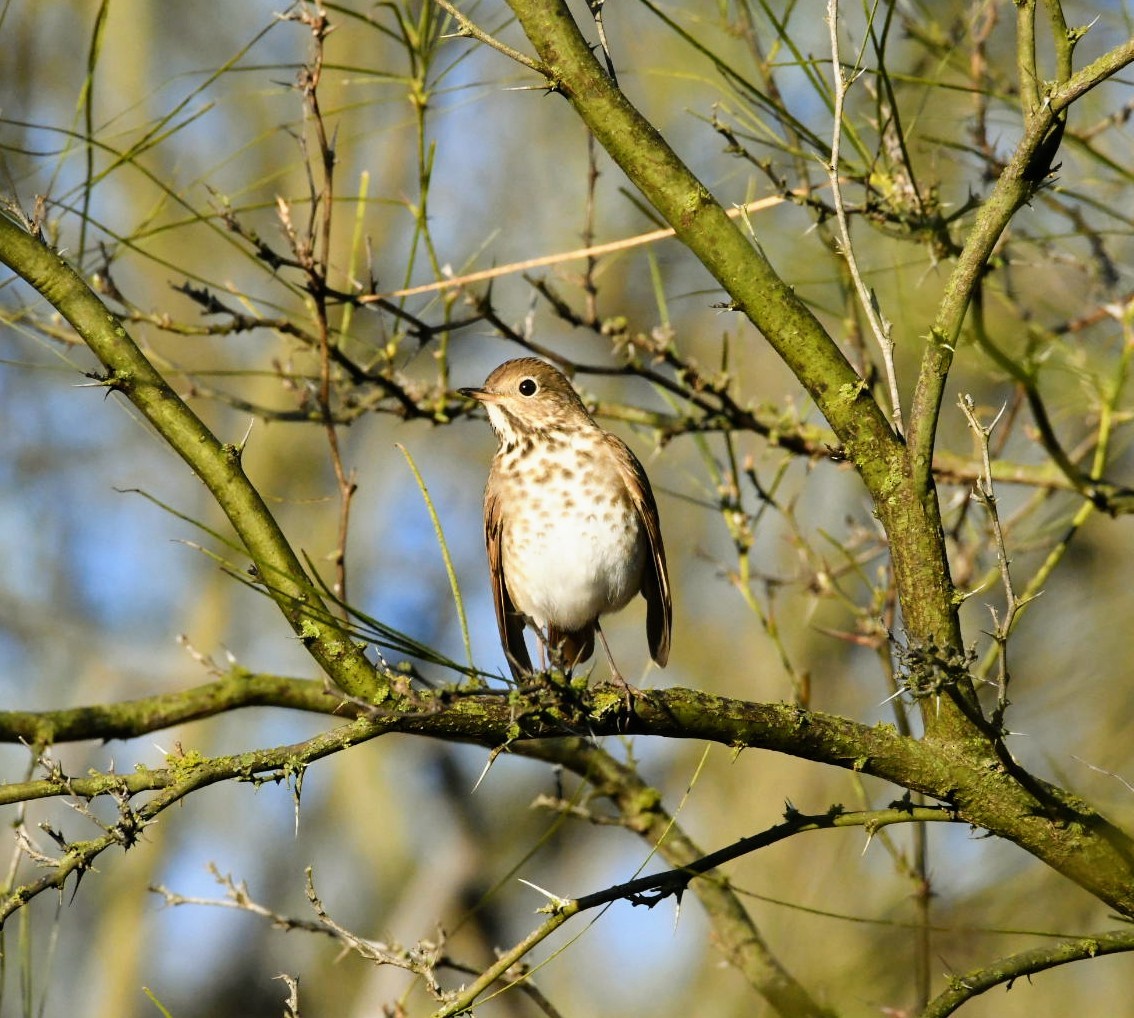 Hermit Thrush - ML289709191