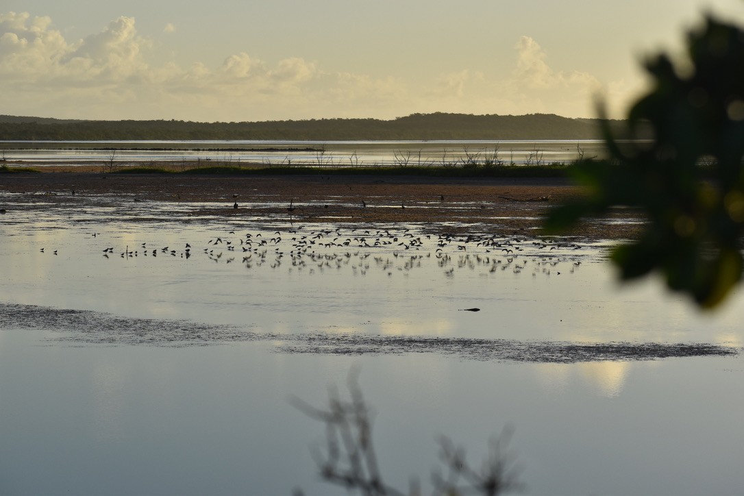 Least Sandpiper - ML289710571