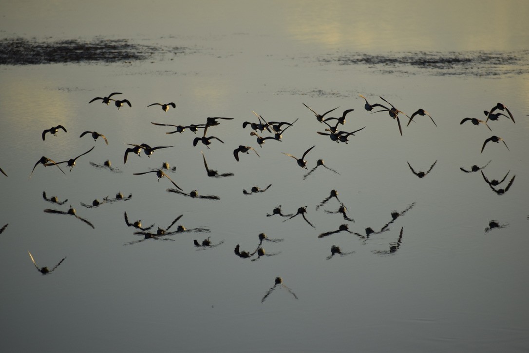 Least Sandpiper - ML289710601