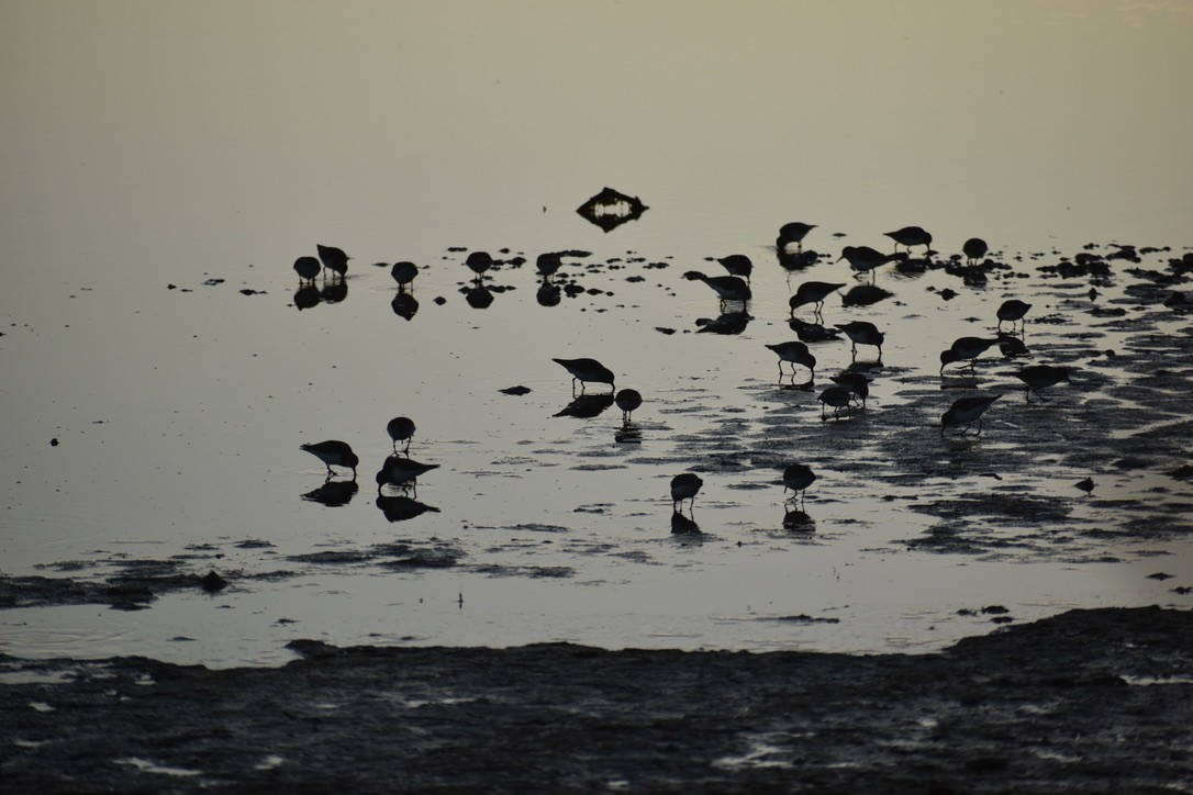 Least Sandpiper - ML289710641