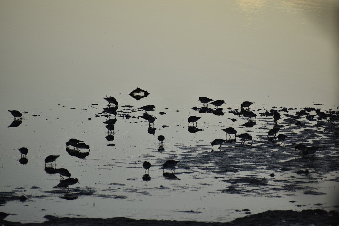 Least Sandpiper - ML289710661