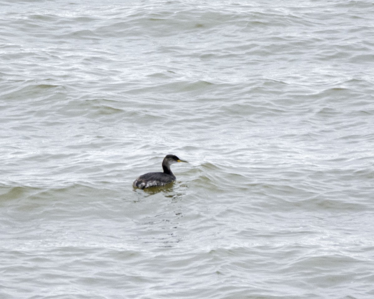 Red-necked Grebe - ML289710721