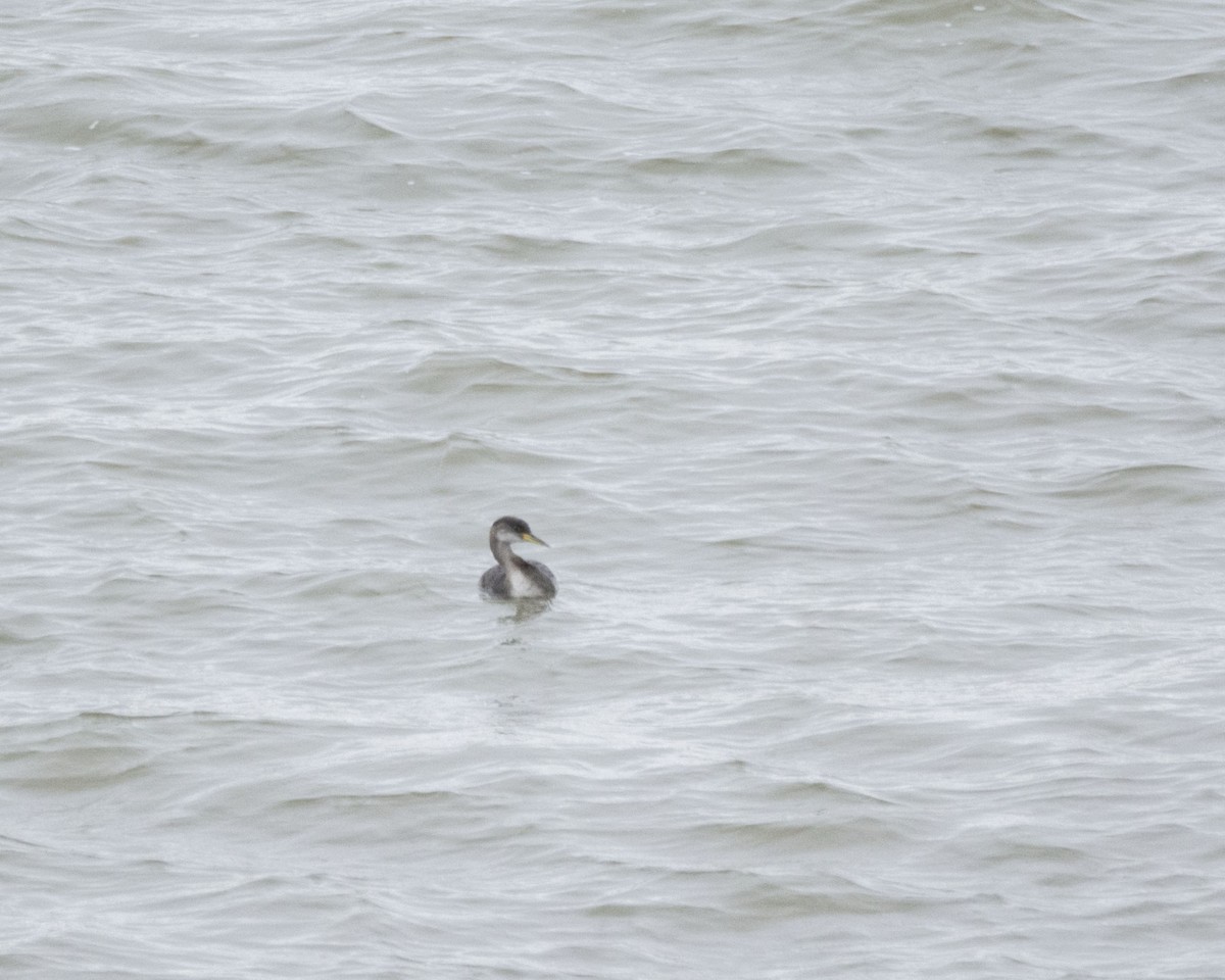 Red-necked Grebe - ML289710761