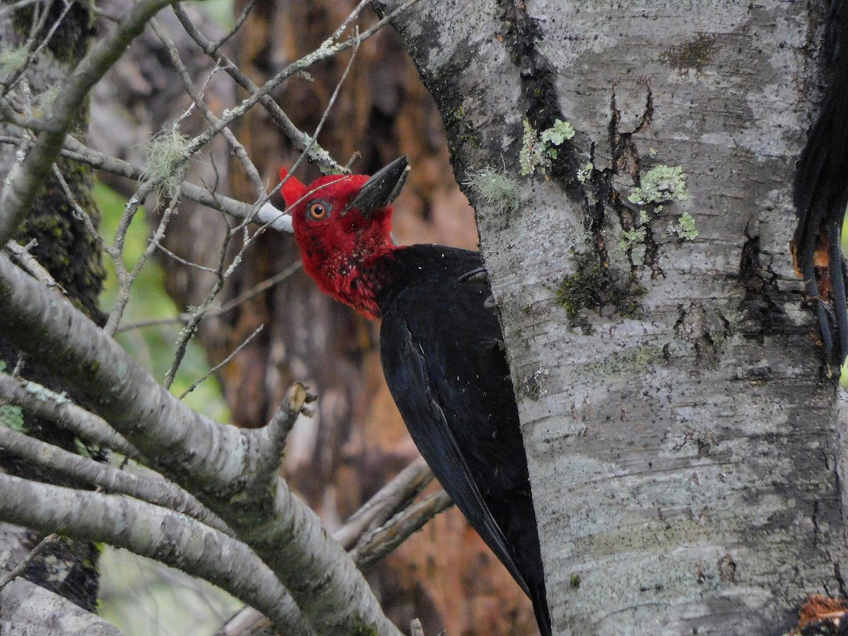 Magellanic Woodpecker - ML289711801