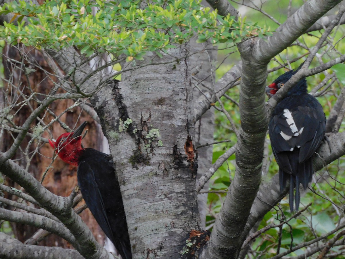 Magellanic Woodpecker - ML289711971