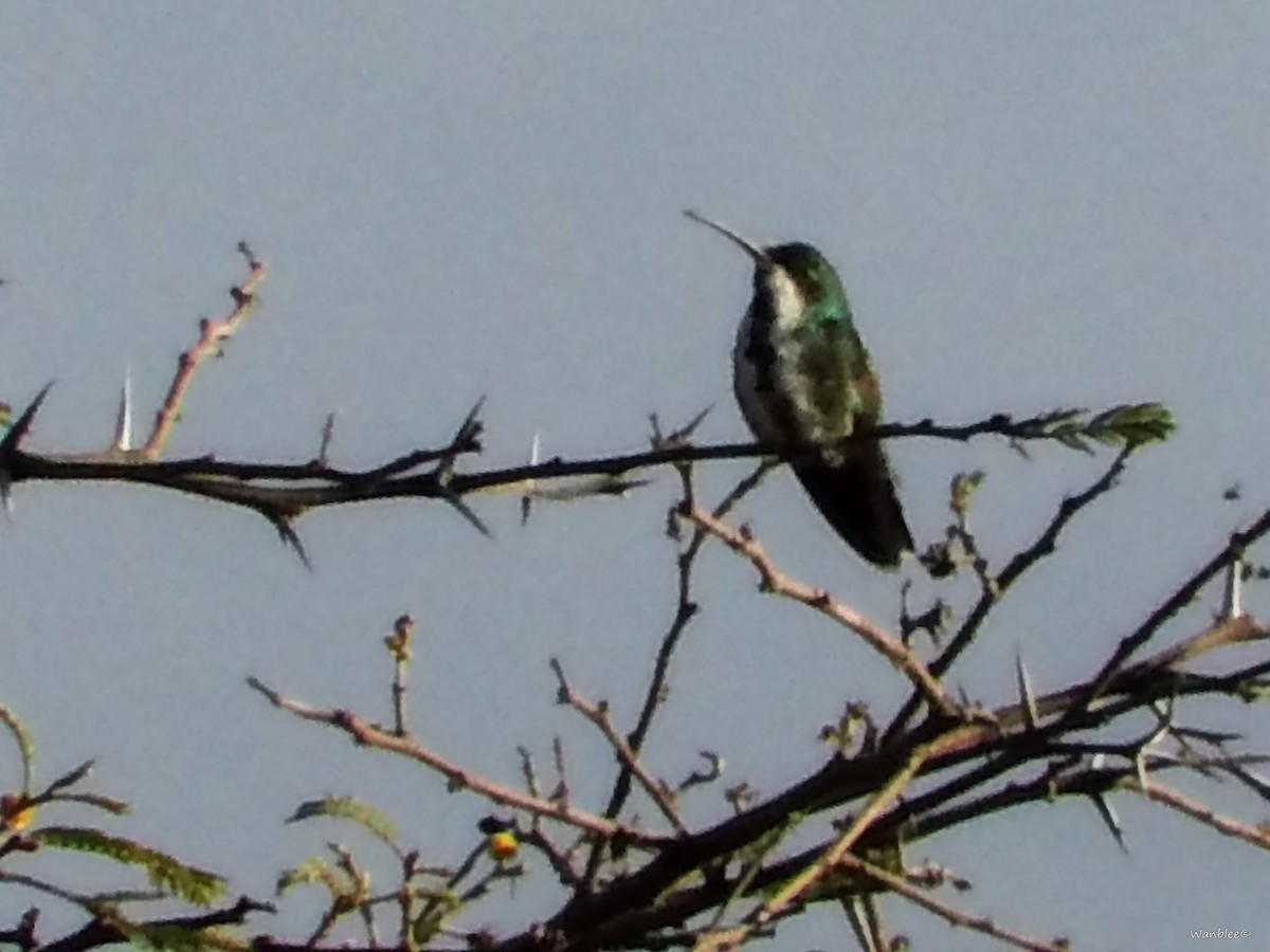 Green-breasted Mango - ML289712281