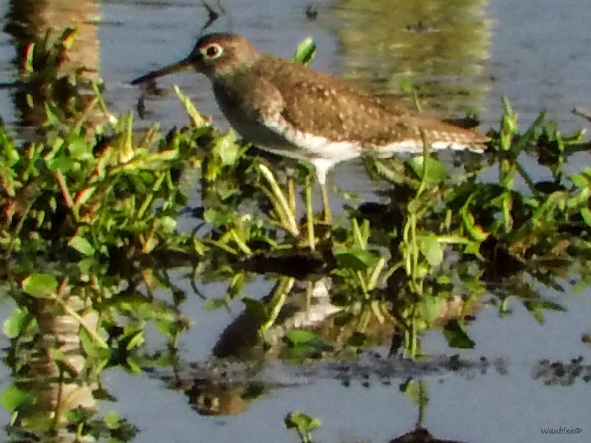 Solitary Sandpiper - ML289712841