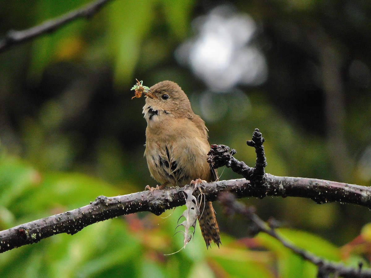 Southern House Wren - ML289713011