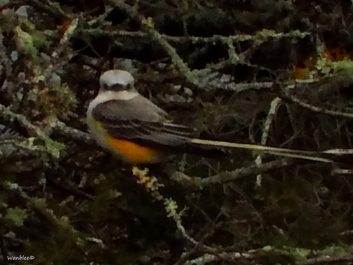 Scissor-tailed Flycatcher - ML289713241