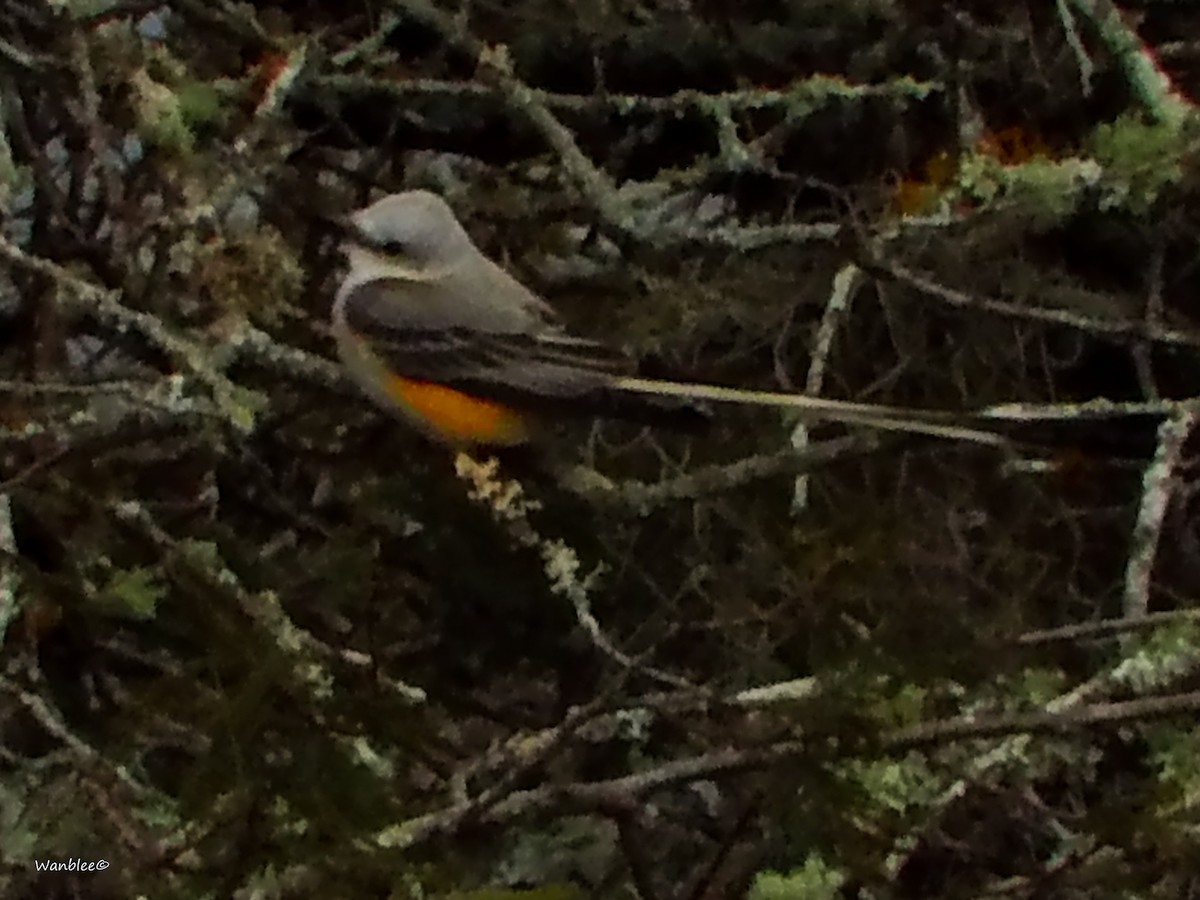 Scissor-tailed Flycatcher - Christophe Lecocq