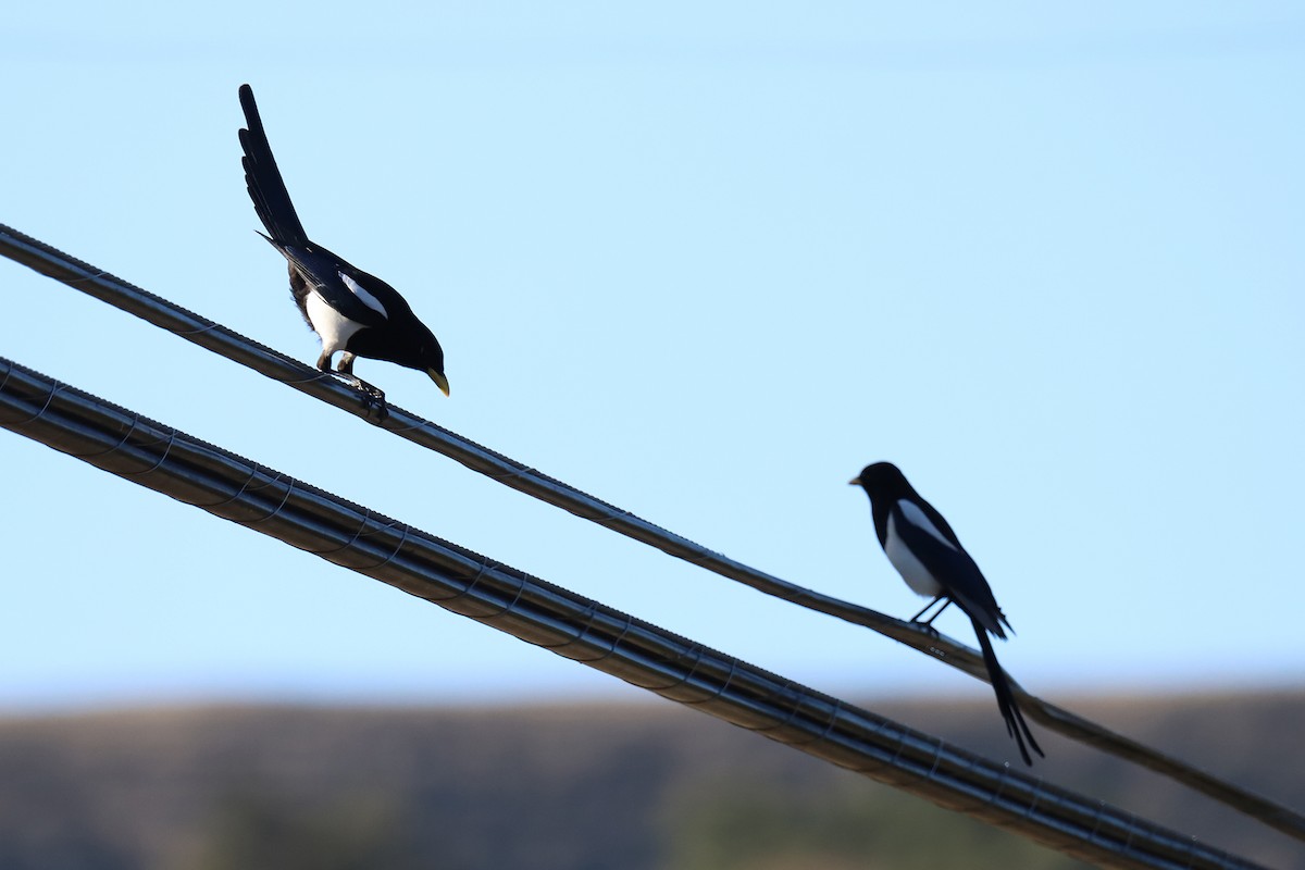 Yellow-billed Magpie - Audry Nicklin