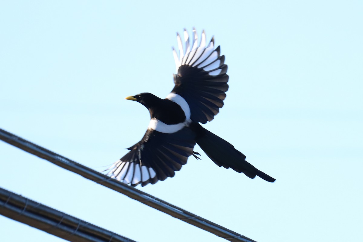 Yellow-billed Magpie - Audry Nicklin