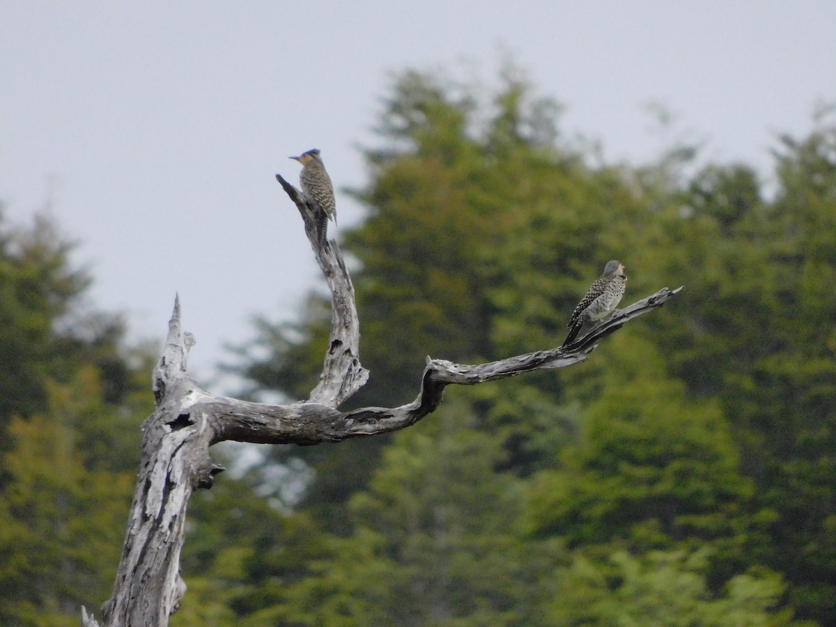 Chilean Flicker - ML289713571