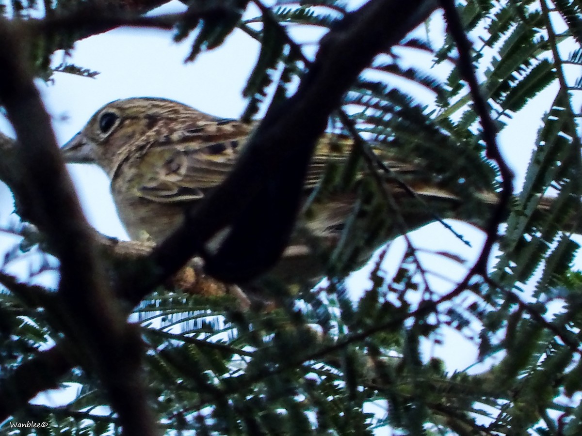 Grasshopper Sparrow - ML289713971