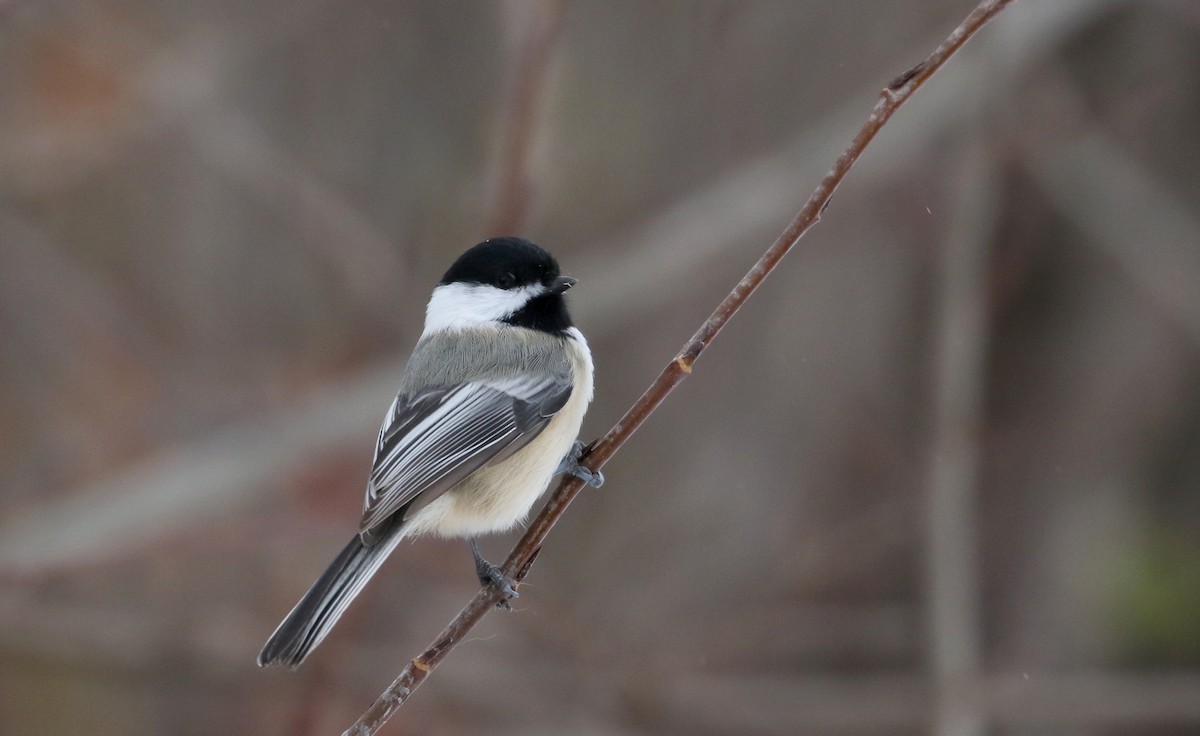 Black-capped Chickadee - Jay McGowan