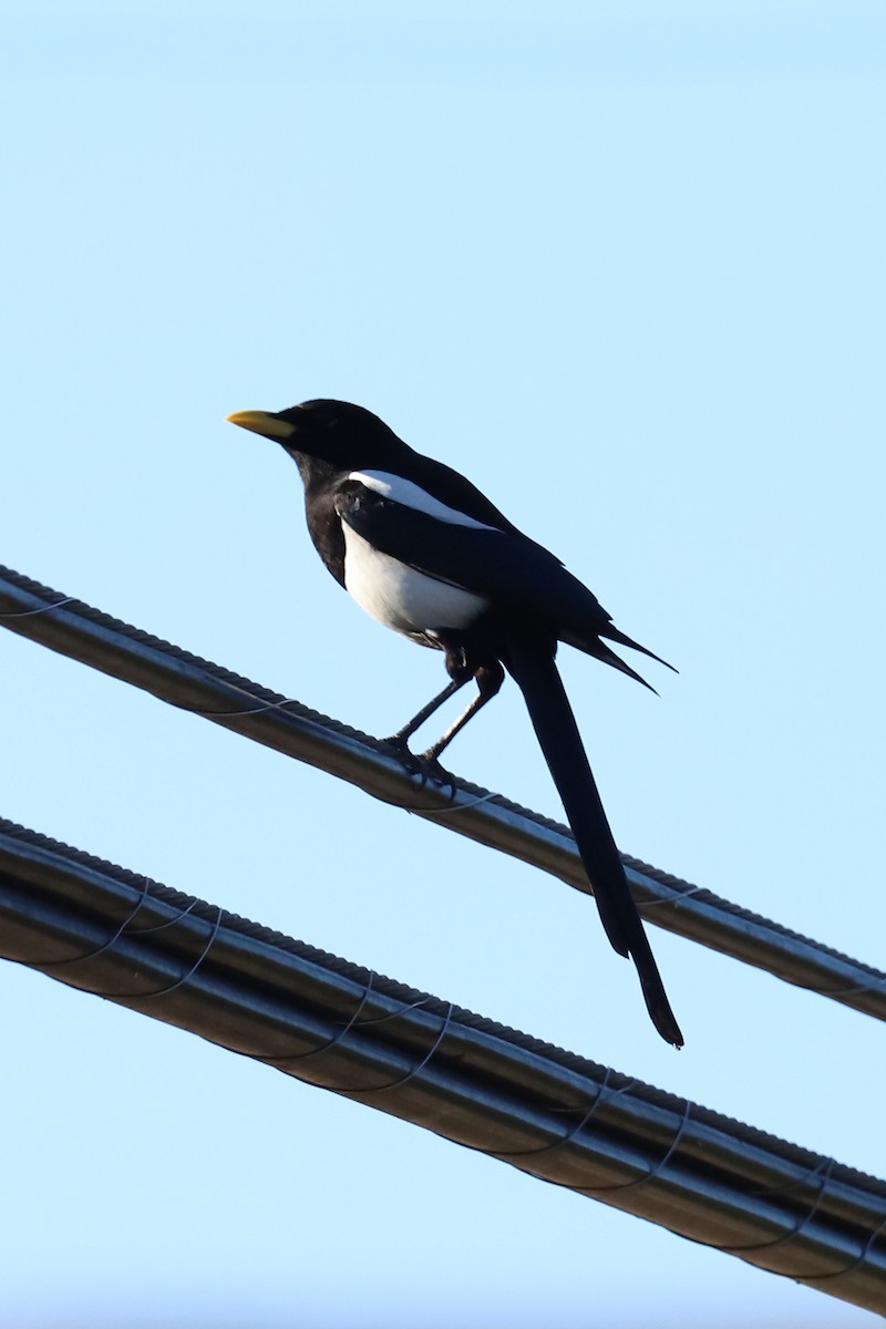 Yellow-billed Magpie - ML289714101